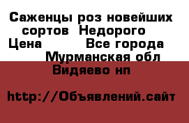 Саженцы роз новейших сортов. Недорого. › Цена ­ 350 - Все города  »    . Мурманская обл.,Видяево нп